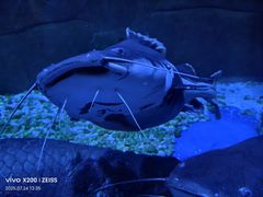 -成都浩海立方海洋公园