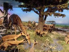 -国家自然博物馆