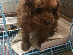 -美联众合宠物医院·爱萌分院·内外科·猫科中心