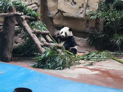 -成都动物园
