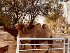 -长白岛森林公园