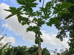 -海南热带野生动植物园