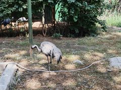 -青藏高原野生动物园