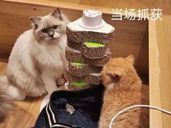 -滚猫咖啡·猫咖·猫友好撸猫(未来城店)