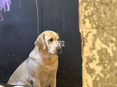 -萌喵宠狗爱心宠咖