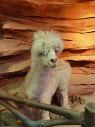 -酷嗒动物文化乐园(cutezoo西溪乐天城店)