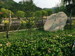 -五龙城郊森林公园