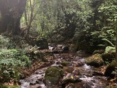 -莫里热带雨林景区
