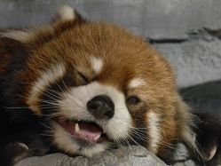 -Zoolung Zoolung动物主题公园(海信广场店)