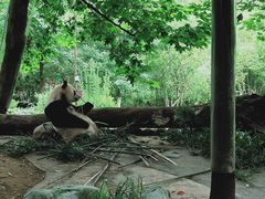 -都江堰中华大熊猫苑