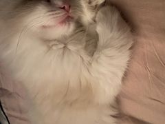 -老吴的猫·猫舍(新区店)