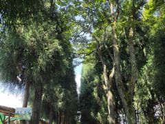 -武陵山森林公园