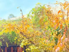 -复旦大学附属肿瘤医院(徐汇院区)