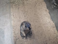-浣熊柯尔鸭土拨鼠·电玩咖