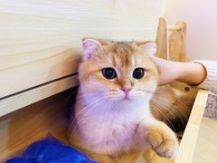 -momokira米努特·德文卷毛猫·棉花面纱犬