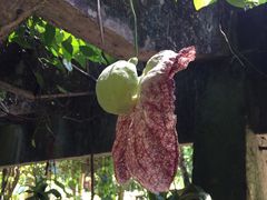 -中国科学院西双版纳热带植物园