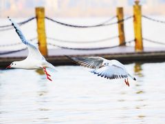 -西昌邛海湿地