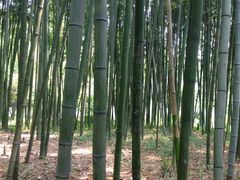 竹-汇龙潭