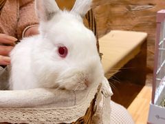 -猫猫幼稚园·撸猫·桌游·电玩