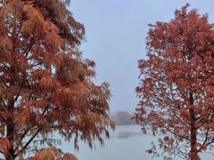 -上海海湾国家森林公园