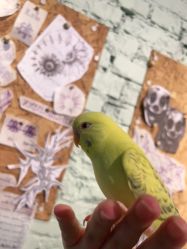 -PinooTattoo皮奴刺青纹身设计总部