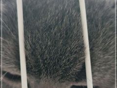 -瑞鹏宠物医院·内科·中兽医·骨科(苗圃店)