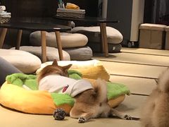 -逗柴咖啡屋·狗咖猫咖宠物桌游