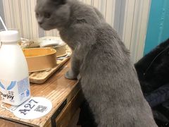 -猫小院猫主题咖啡厅(北锣店)