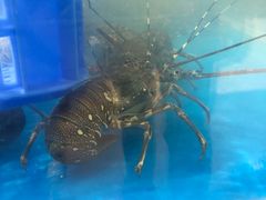 -盒马鲜生(曜一城店)