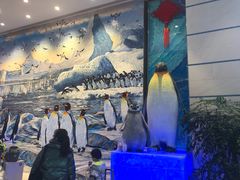 -帝企鹅自助餐厅•儿童岛•真企鹅(长隆企鹅酒店)