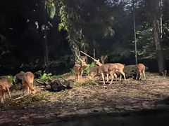 -夜间野生动物园