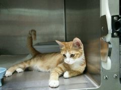 -纳吉亚猫专科动物医院博雅分院