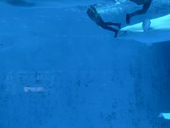 -海合安成都极地海洋公园