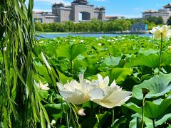 -莲花池公园