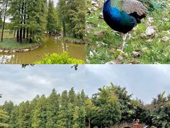 -佛冈森波拉度假区