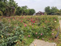 -鹅湖玫瑰文化园