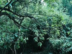 -杭州半山国家森林公园