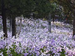 -北京西山滑雪场