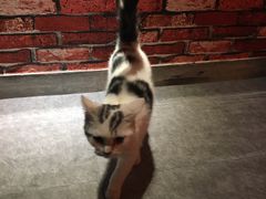 -AOE 火焰 剧本密室狼人杀