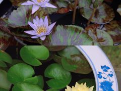 -上海滨江森林公园
