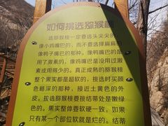 -大岭沟猕猴桃谷风景区
