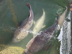 -蓝湾碧波·老字号·疍家非遗海上餐厅