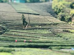 -龙坞茶村