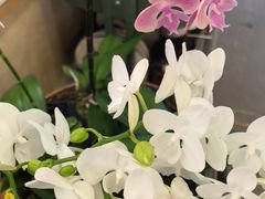 -花生FM_FLOWERS