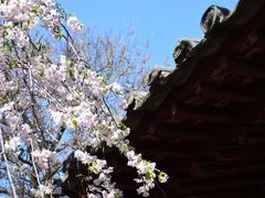 -西安青龙寺遗址景区