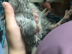 -严国平动物医院(德政总院)