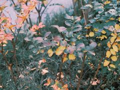 -杭州植物园