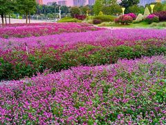 -文华公园(禅城区)