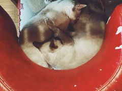-Cappucimeow猫咪咖啡馆(韦伯时代店)