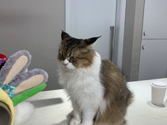 -More Fun猫咖 二十只万元加菲主题
